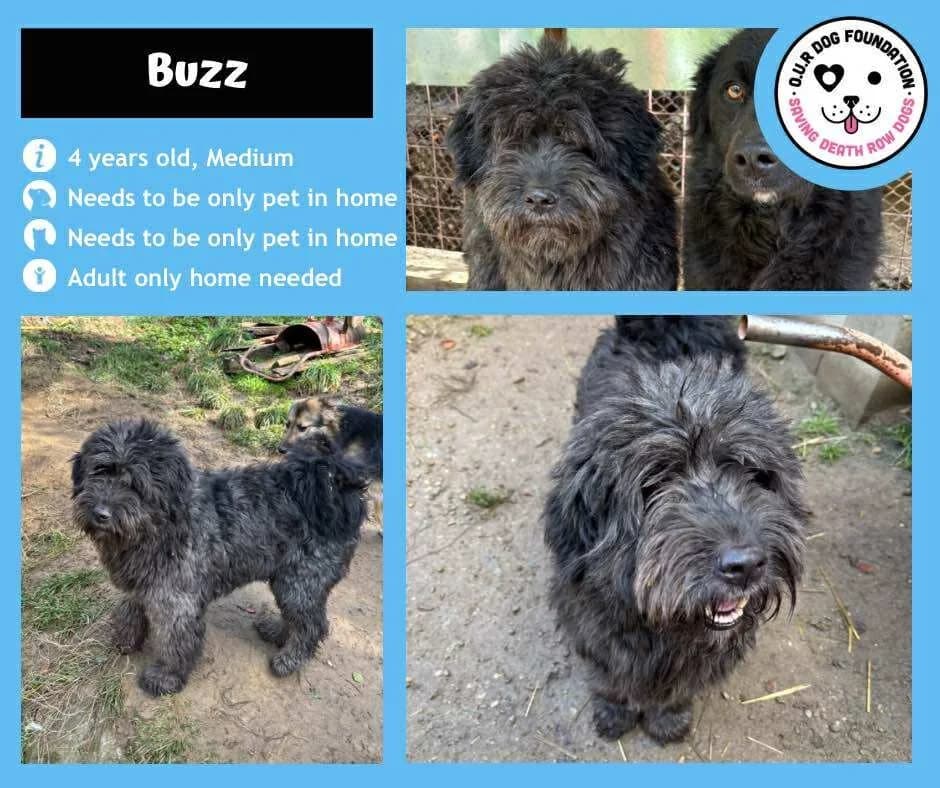 Poppy, male 3yo Mixed Breed for adoption at O.U.R. Dog Foundation