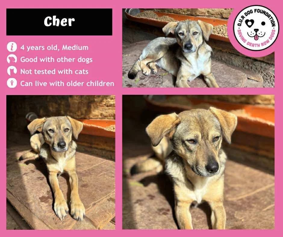 Buzz, female 4yo Mixed Breed for adoption at O.U.R. Dog Foundation