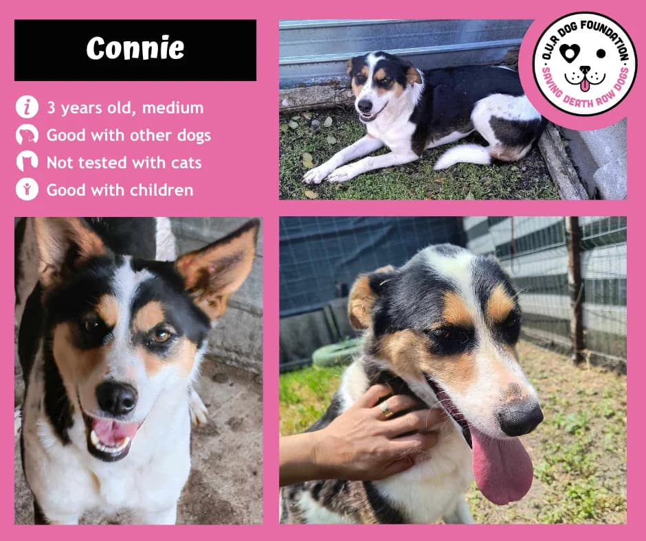 Bella, female 3yo Mixed Breed for adoption at O.U.R. Dog Foundation