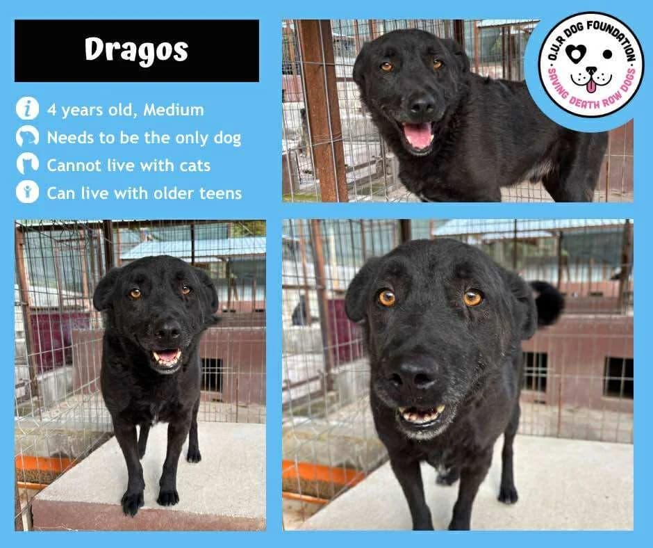 Cher, female 4yo Mixed Breed for adoption at O.U.R. Dog Foundation