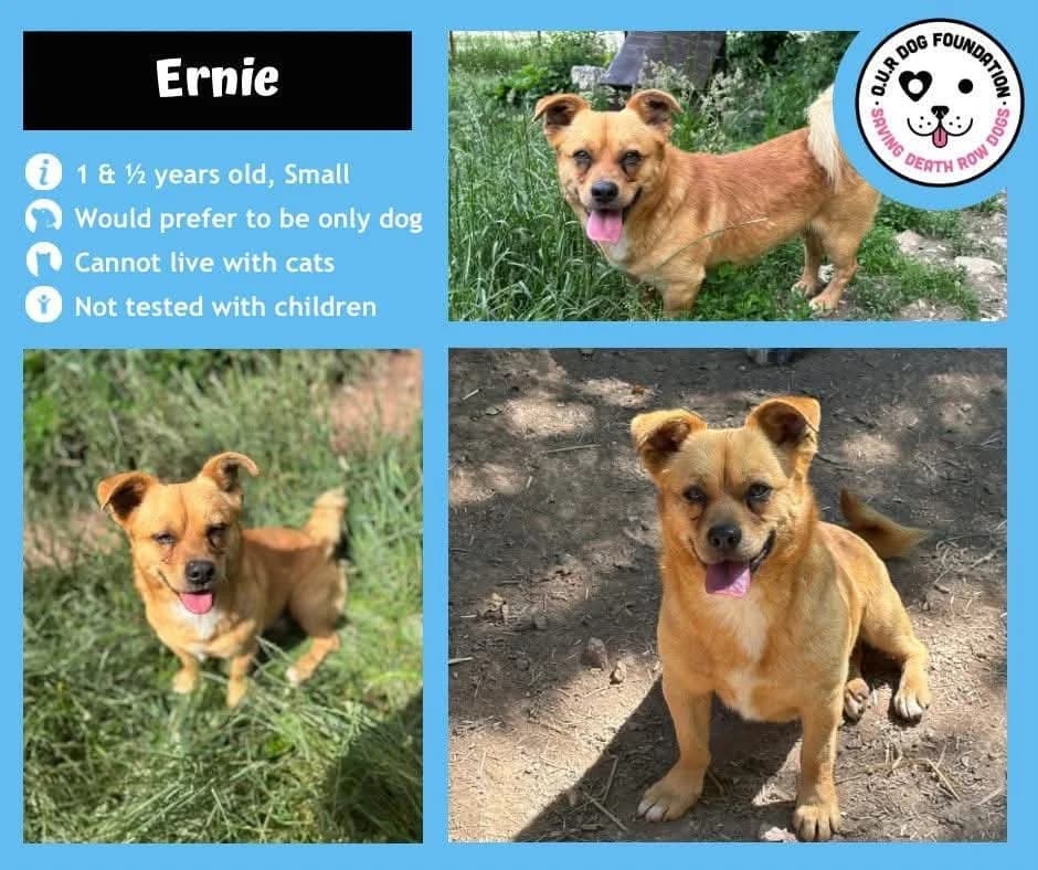 Bert, male Mixed Breed for adoption at O.U.R. Dog Foundation