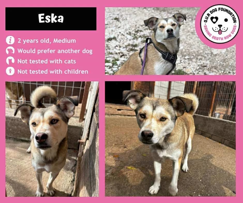 Astra, female young Mixed Breed for adoption at O.U.R. Dog Foundation