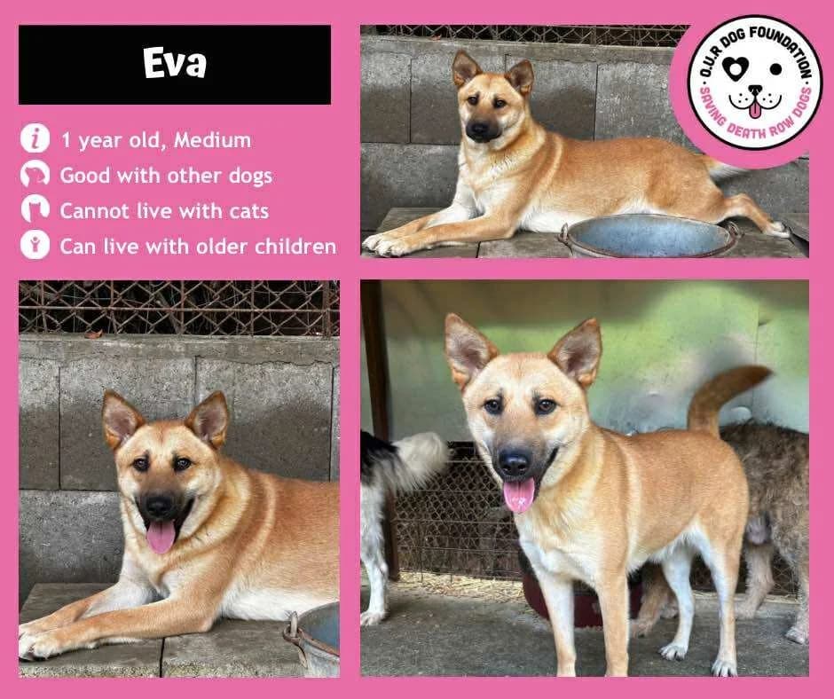 Mercy, female Mixed Breed for adoption at O.U.R. Dog Foundation