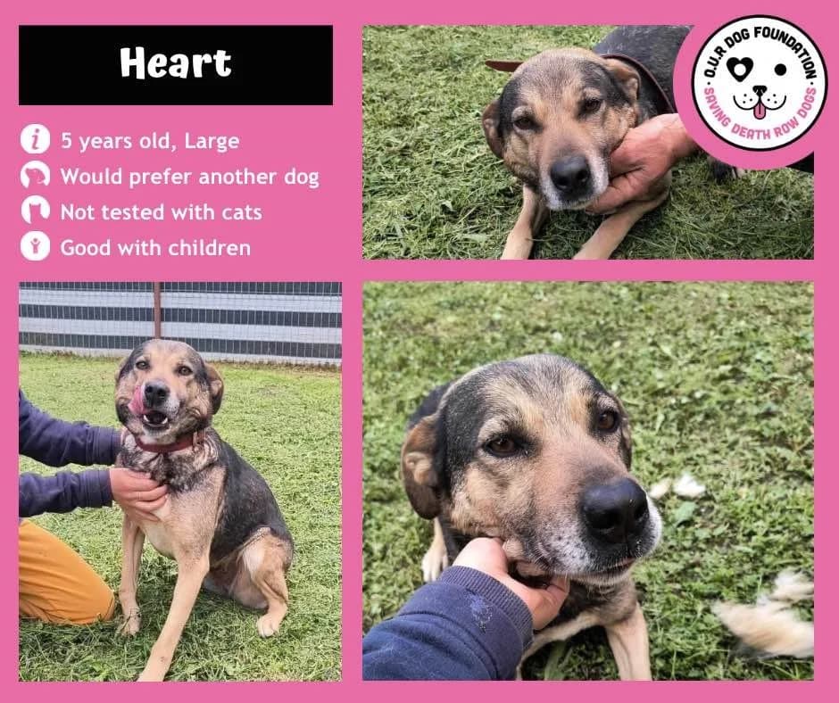 Gruia, female 5yo Mixed Breed for adoption at O.U.R. Dog Foundation