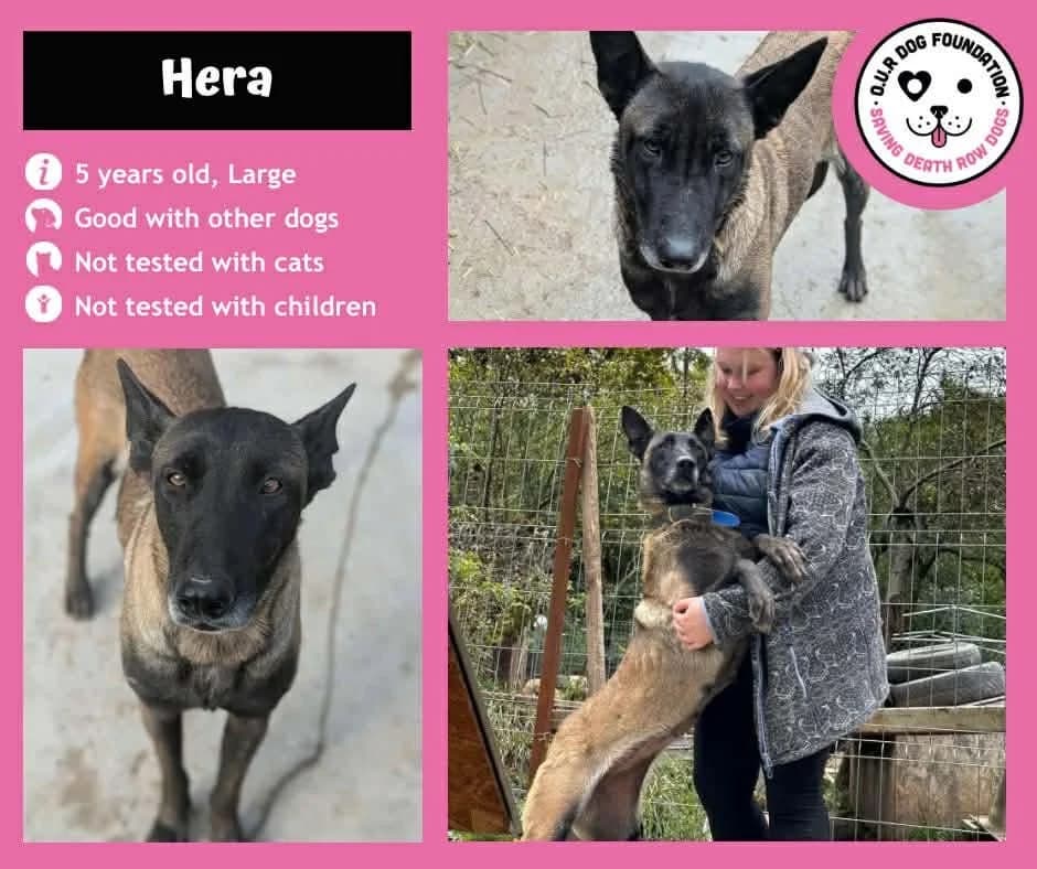 Heart, female 5yo Mixed Breed for adoption at O.U.R. Dog Foundation