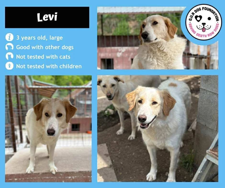 Connie, male 3yo Mixed Breed for adoption at O.U.R. Dog Foundation