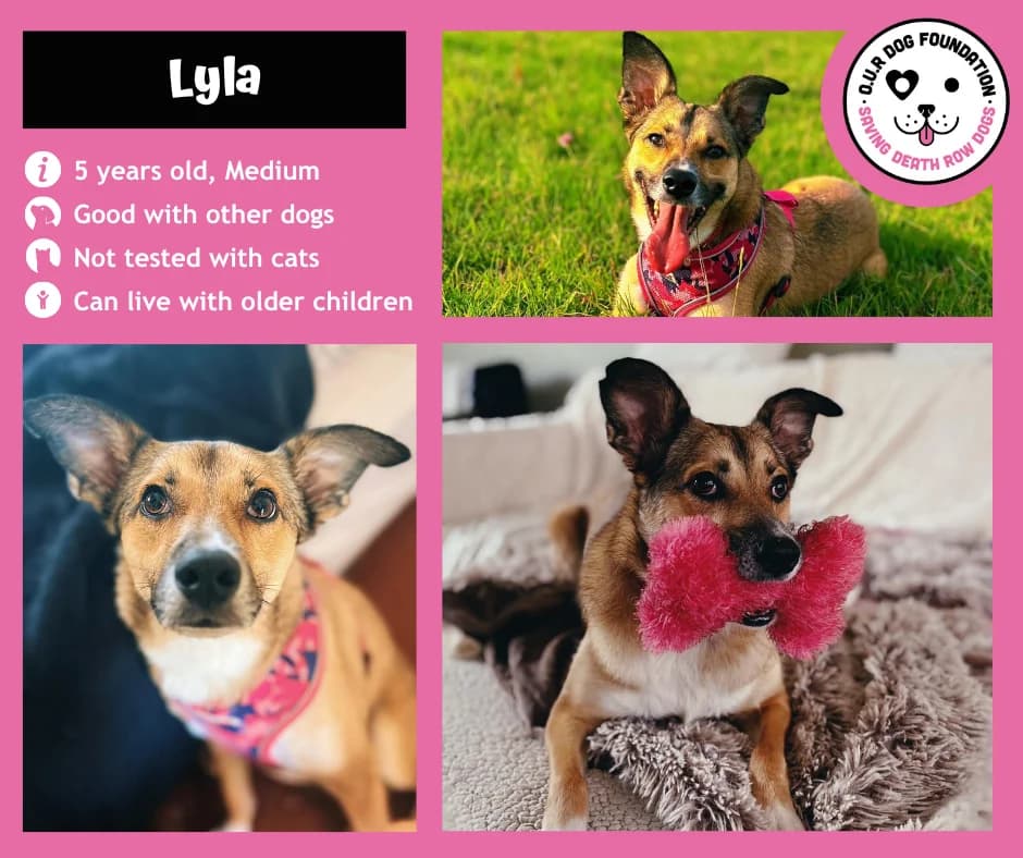 Buddy, female 5yo Mixed Breed for adoption at O.U.R. Dog Foundation