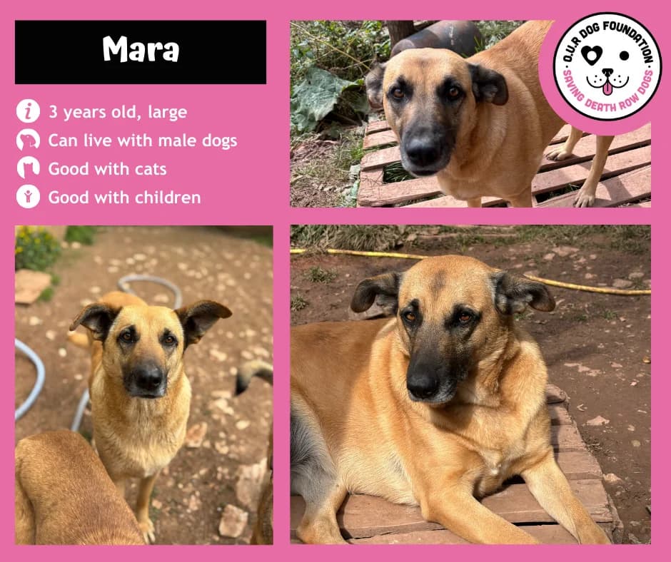 Levi, female 3yo Mixed Breed for adoption at O.U.R. Dog Foundation