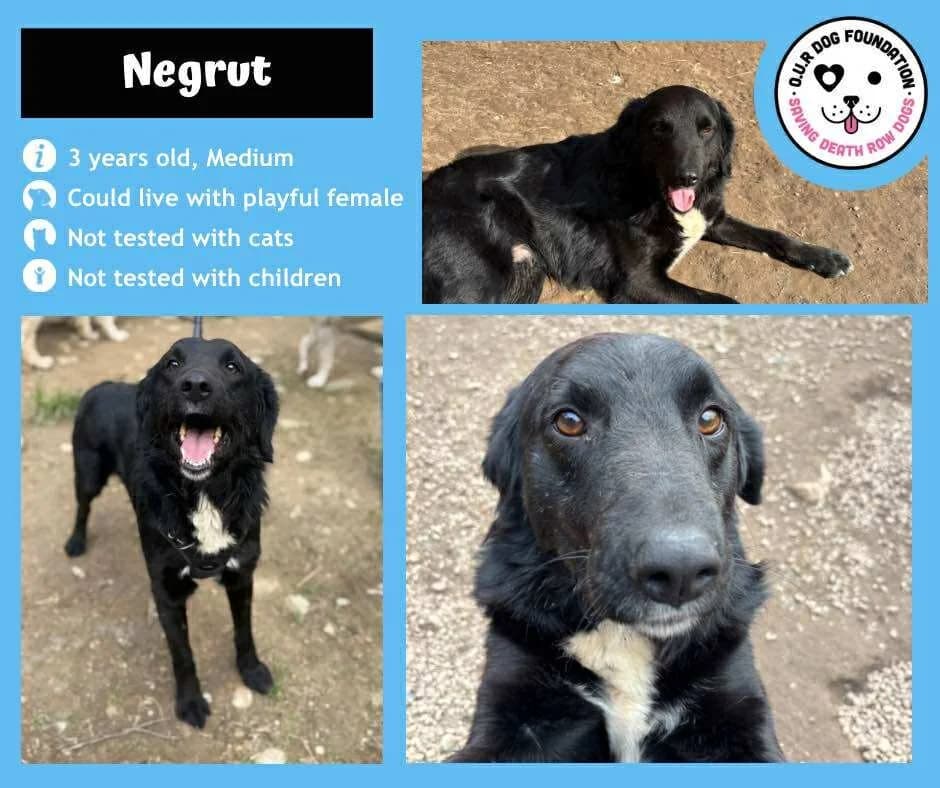 Mara, female 3yo Mixed Breed for adoption at O.U.R. Dog Foundation