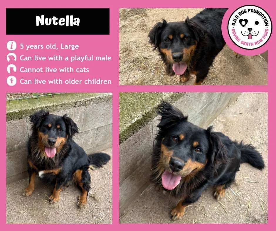 Hera, female 5yo Mixed Breed for adoption at O.U.R. Dog Foundation