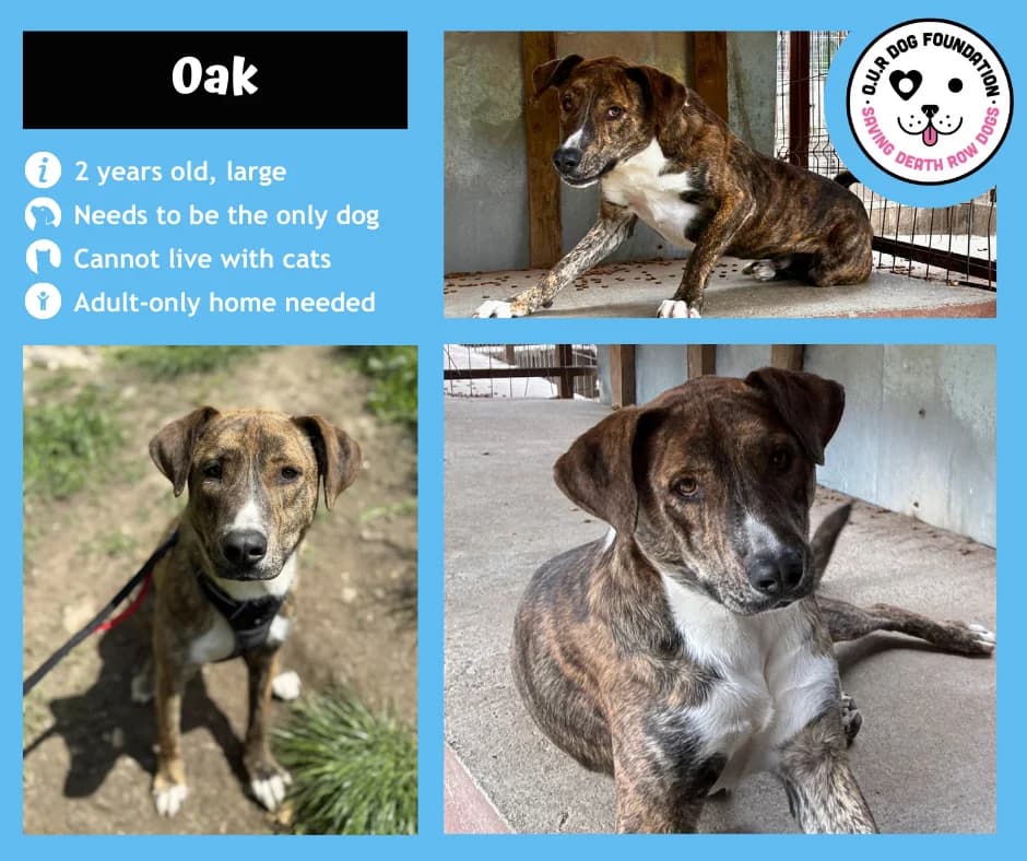Eska, male young Mixed Breed for adoption at O.U.R. Dog Foundation