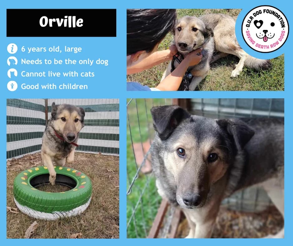 Xin, male 5yo Mixed Breed for adoption at O.U.R. Dog Foundation