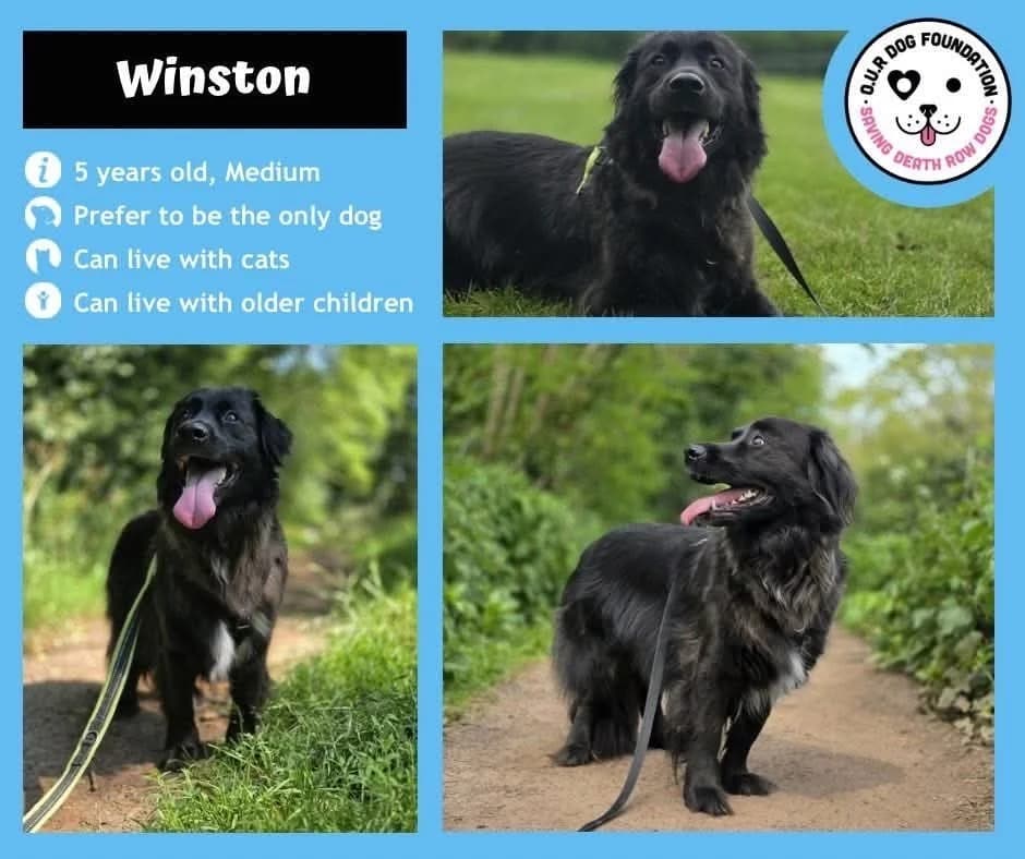 Pascal, Mixed Breed (O.U.R. Dog Foundation)