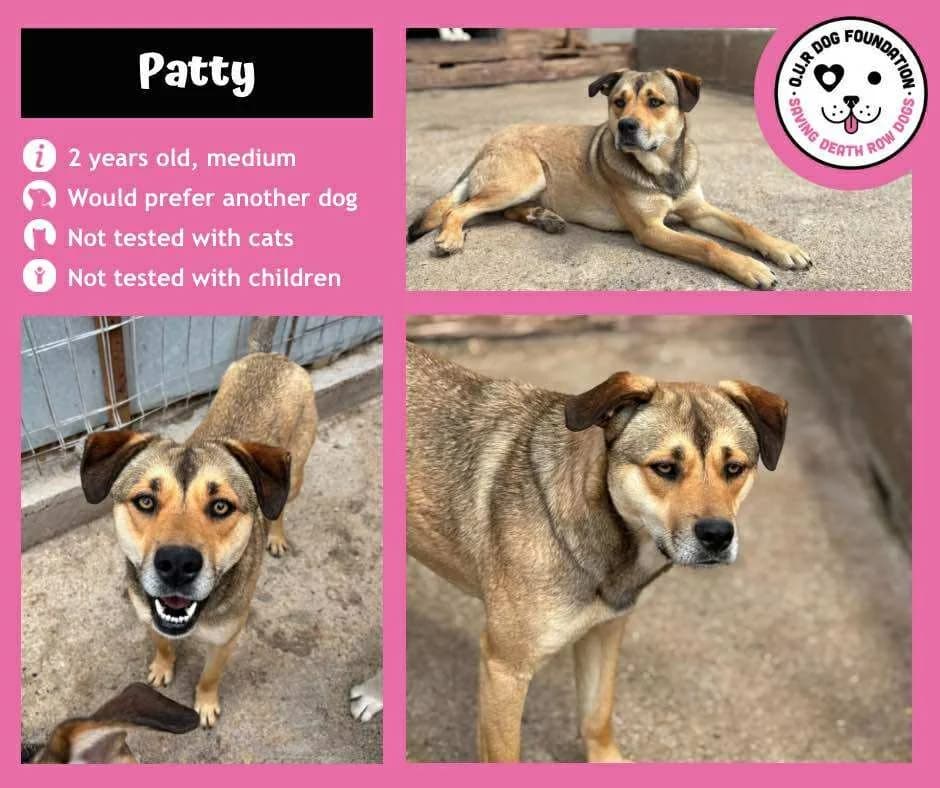 Oreo, female young Mixed Breed for adoption at O.U.R. Dog Foundation