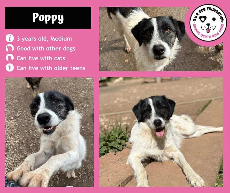 Negrut, female 3yo Mixed Breed for adoption at O.U.R. Dog Foundation