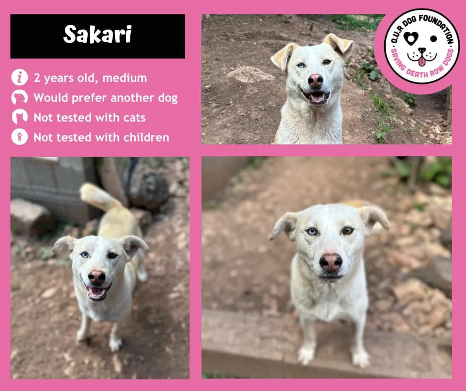 Patty, female young Mixed Breed for adoption at O.U.R. Dog Foundation