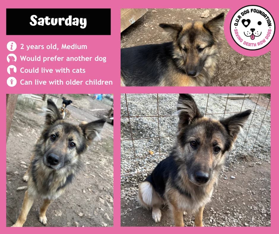 Sakari, female young Mixed Breed for adoption at O.U.R. Dog Foundation