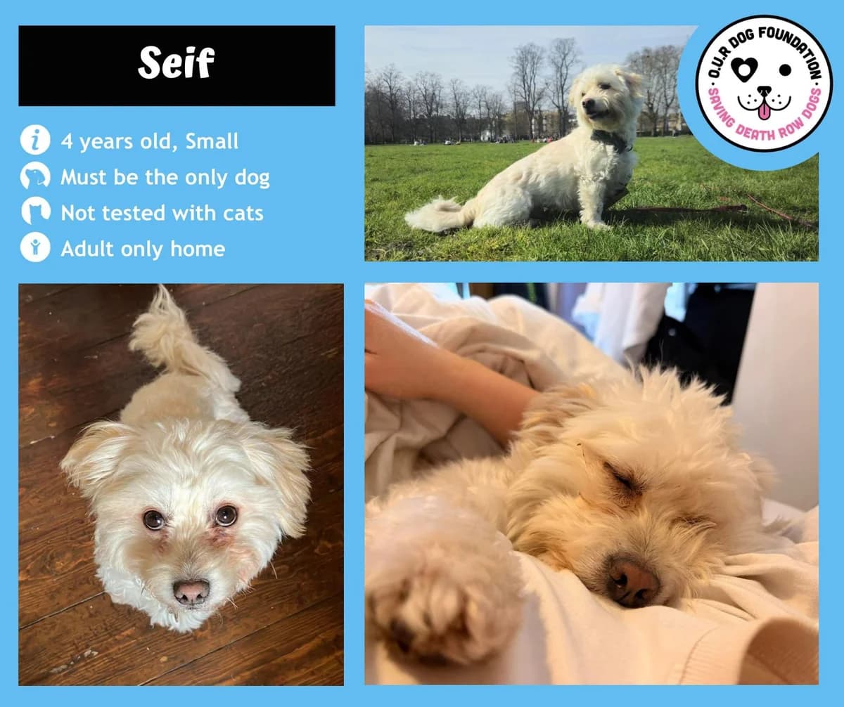 Mushroom, male 4yo Mixed Breed for adoption at O.U.R. Dog Foundation