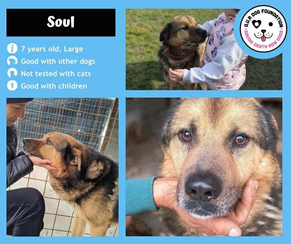 Orville, male 6yo Mixed Breed for adoption at O.U.R. Dog Foundation