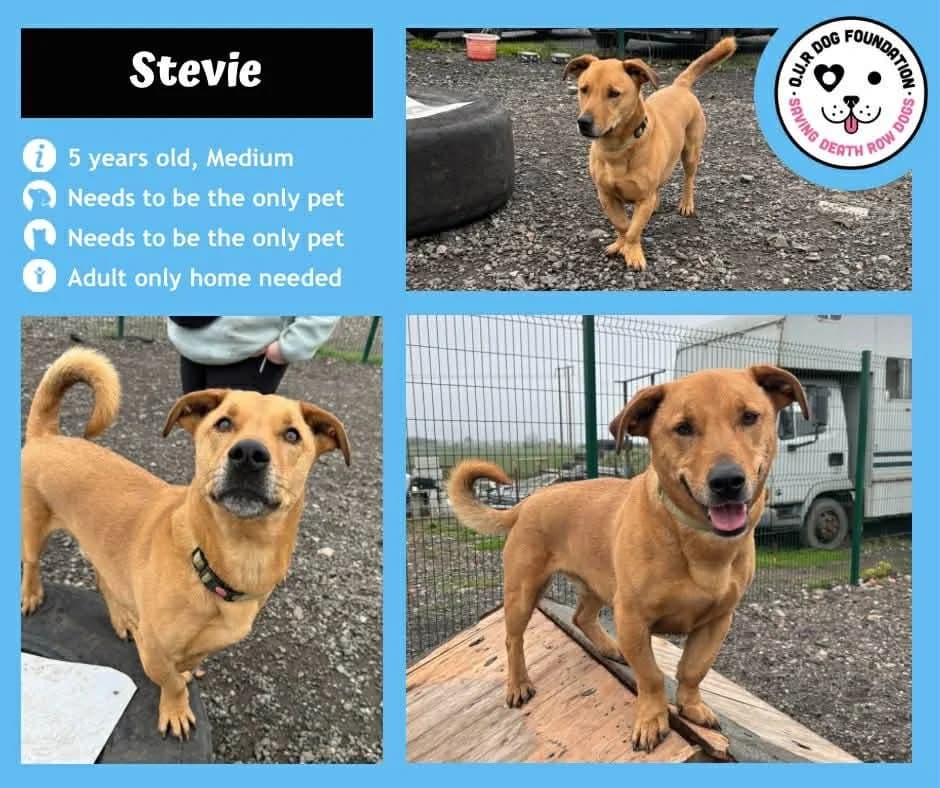 Buddy, male 5yo Mixed Breed for adoption at O.U.R. Dog Foundation