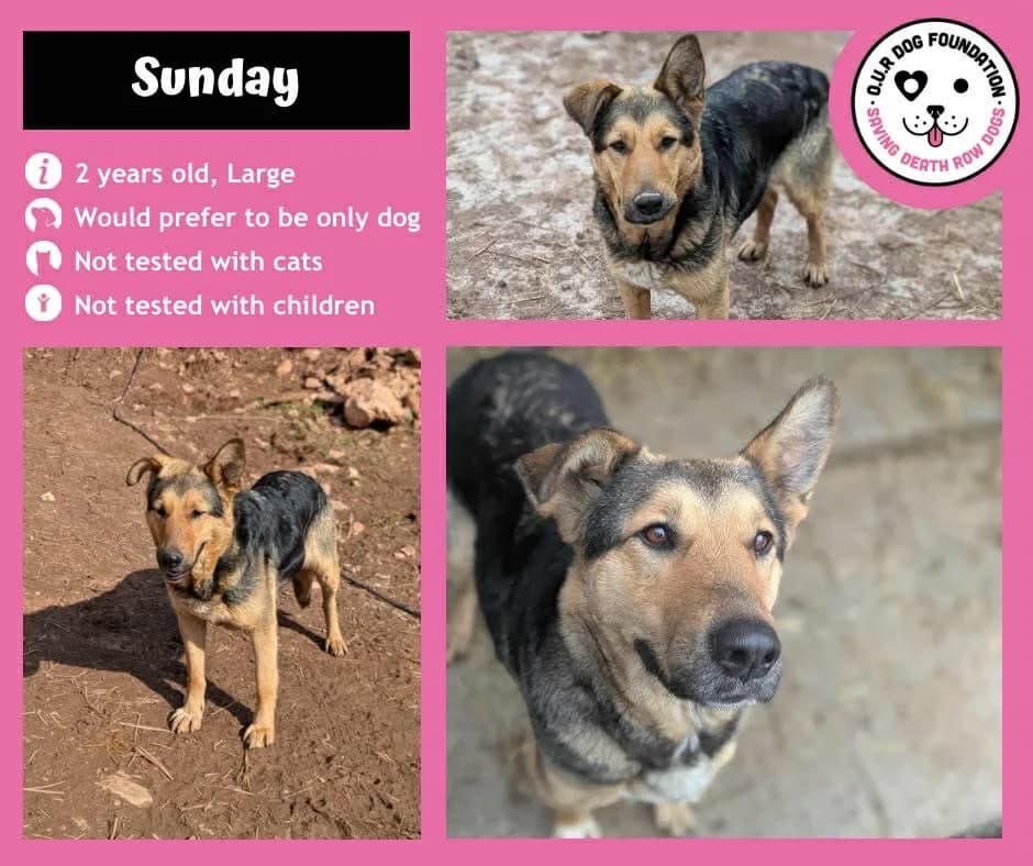 Saturday, female young Mixed Breed for adoption at O.U.R. Dog Foundation