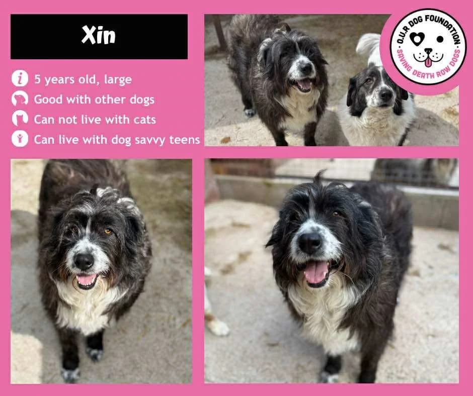 Nutella, female 5yo Mixed Breed for adoption at O.U.R. Dog Foundation