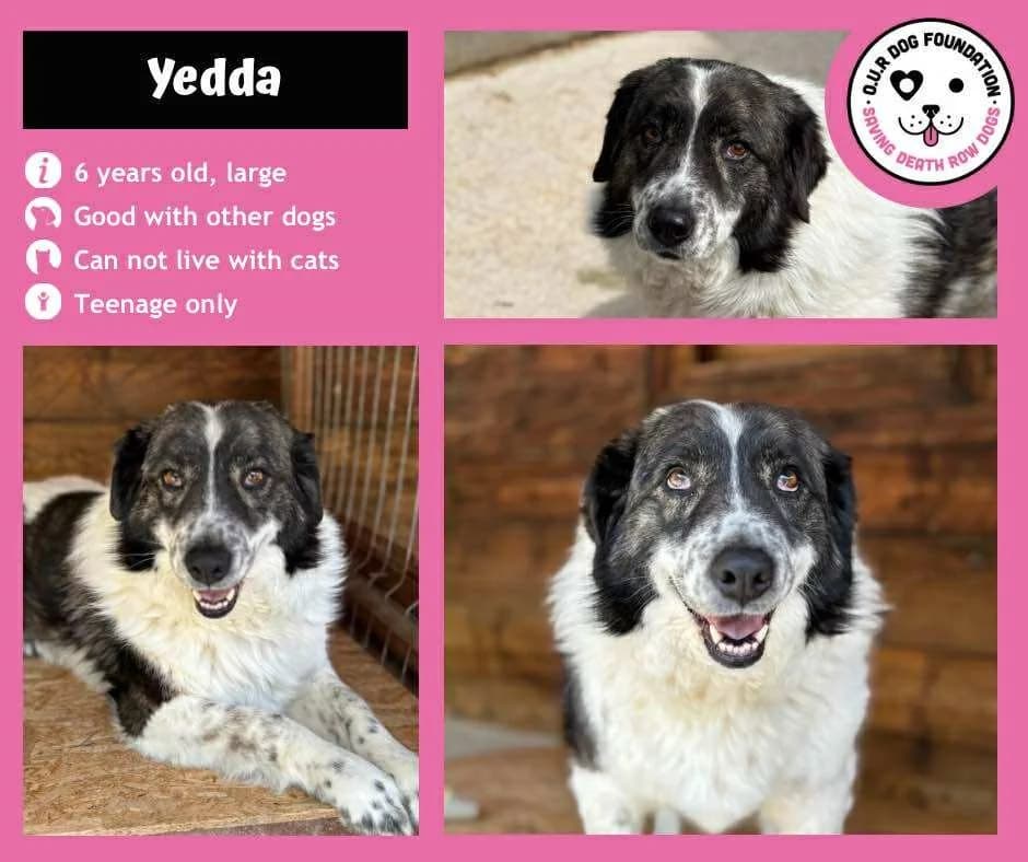 Soul, female 7yo Mixed Breed for adoption at O.U.R. Dog Foundation