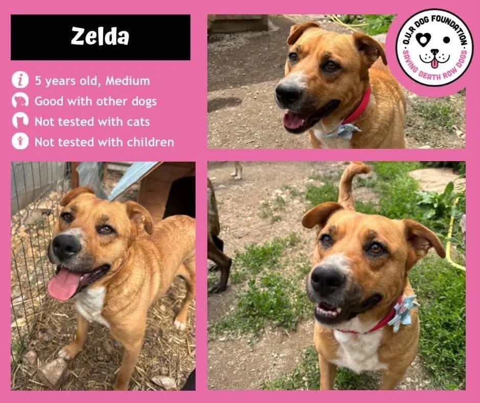 Gruia, female 5yo Mixed Breed for adoption at O.U.R. Dog Foundation