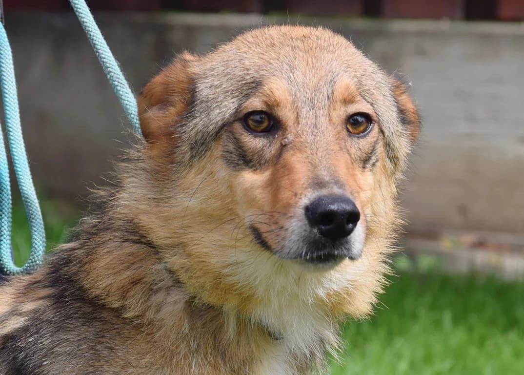 Affe, male young Mixed Breed for adoption at ROLDA, Galati
