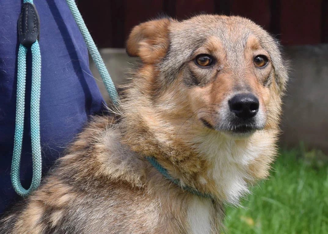 Affe, male Mixed Breed for adoption at ROLDA, Galati — photo 2 of 3