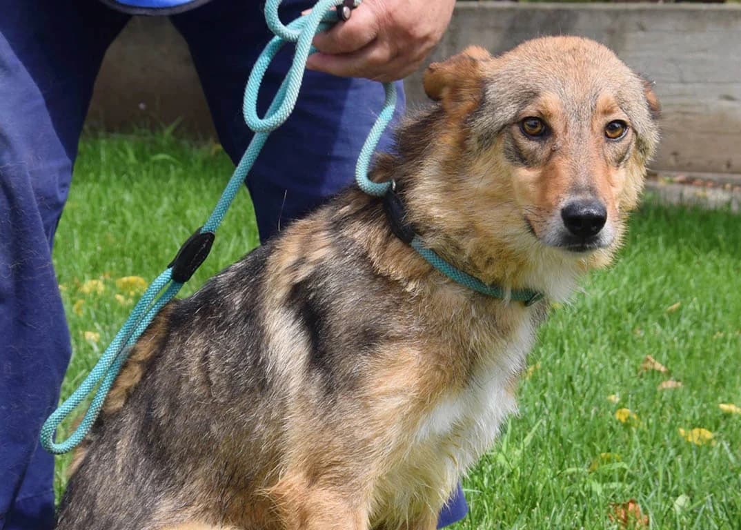 Affe, male Mixed Breed for adoption at ROLDA, Galati — photo 3 of 3