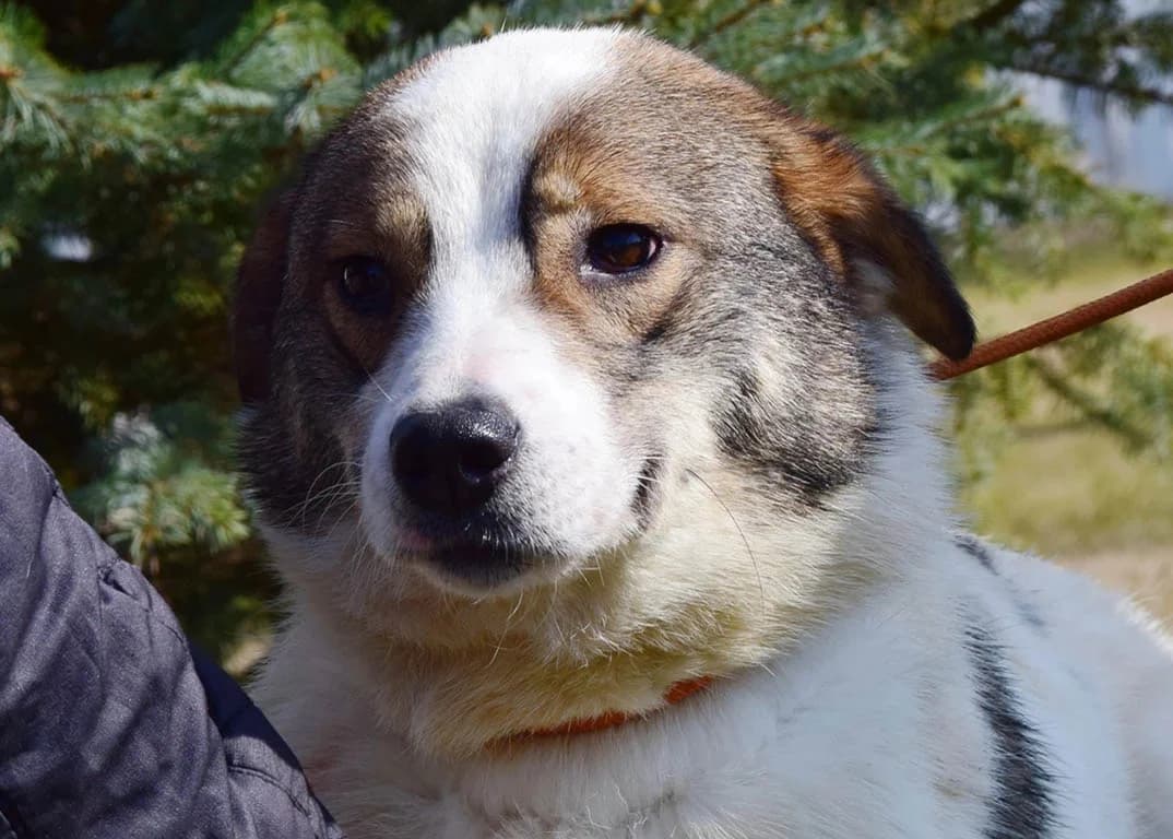 Annabella, female young Mixed Breed for adoption at ROLDA, Galati