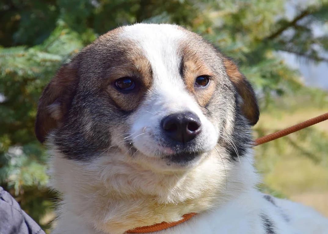Annabella, female Mixed Breed for adoption at ROLDA, Galati — photo 2 of 3