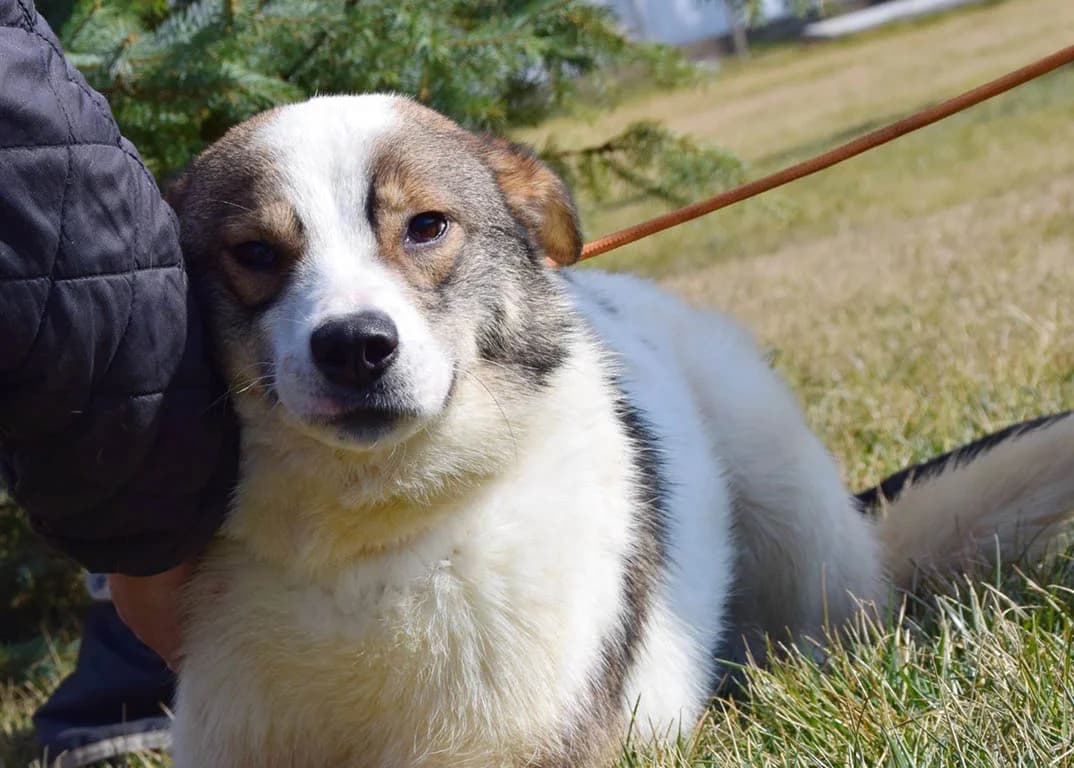 Annabella, female Mixed Breed for adoption at ROLDA, Galati — photo 3 of 3