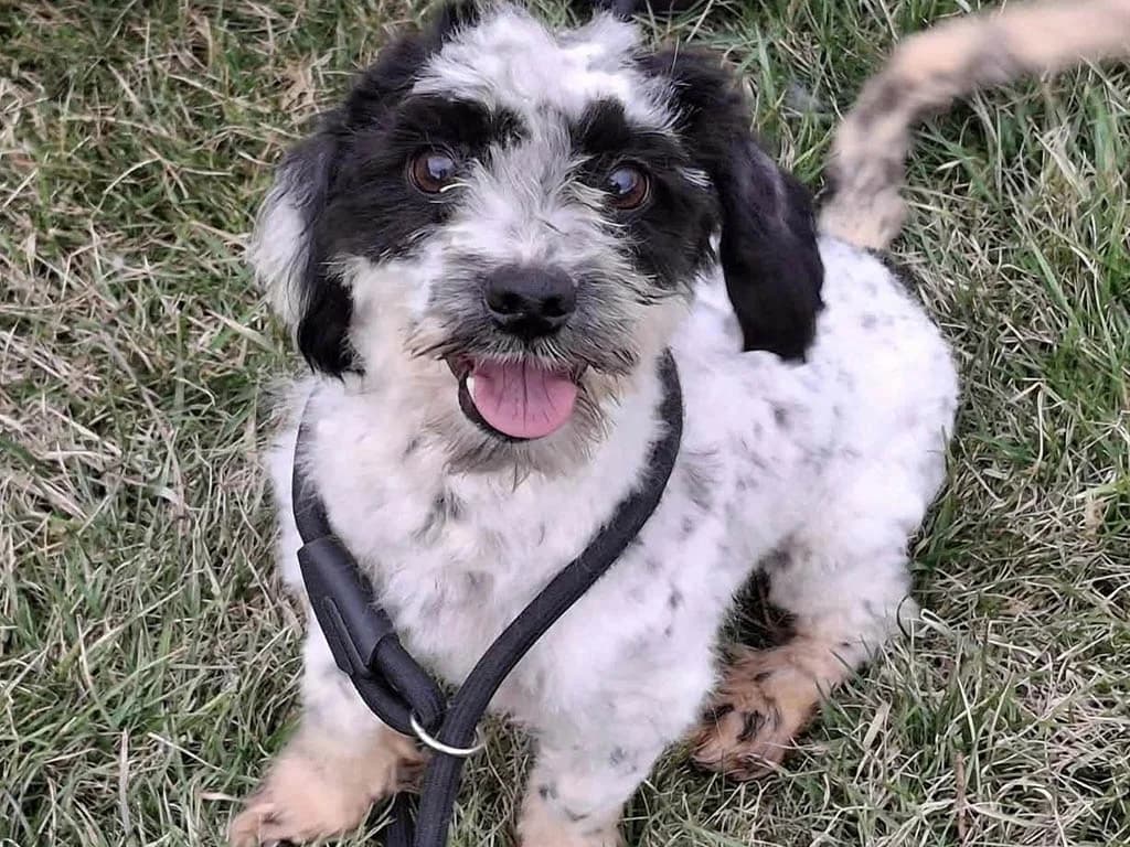 Benji, Mixed Breed (ROLDA)