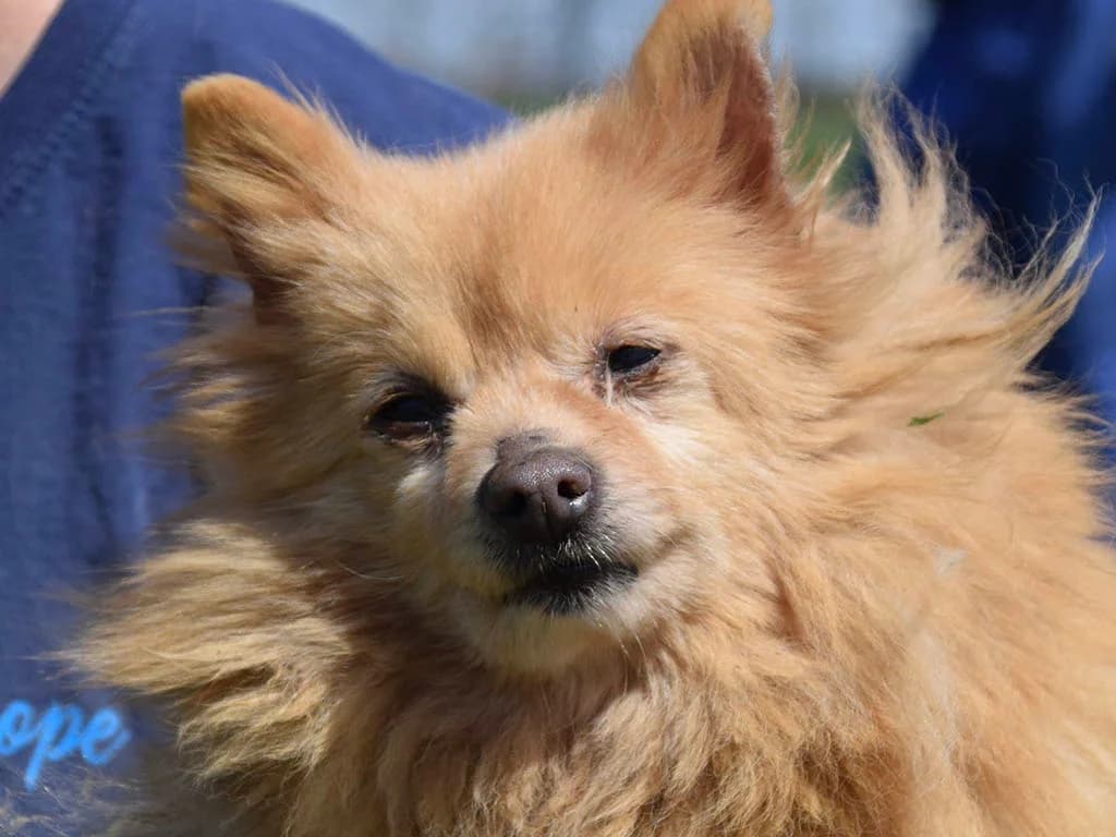 Bira, female senior Mixed Breed for adoption at ROLDA, Galati