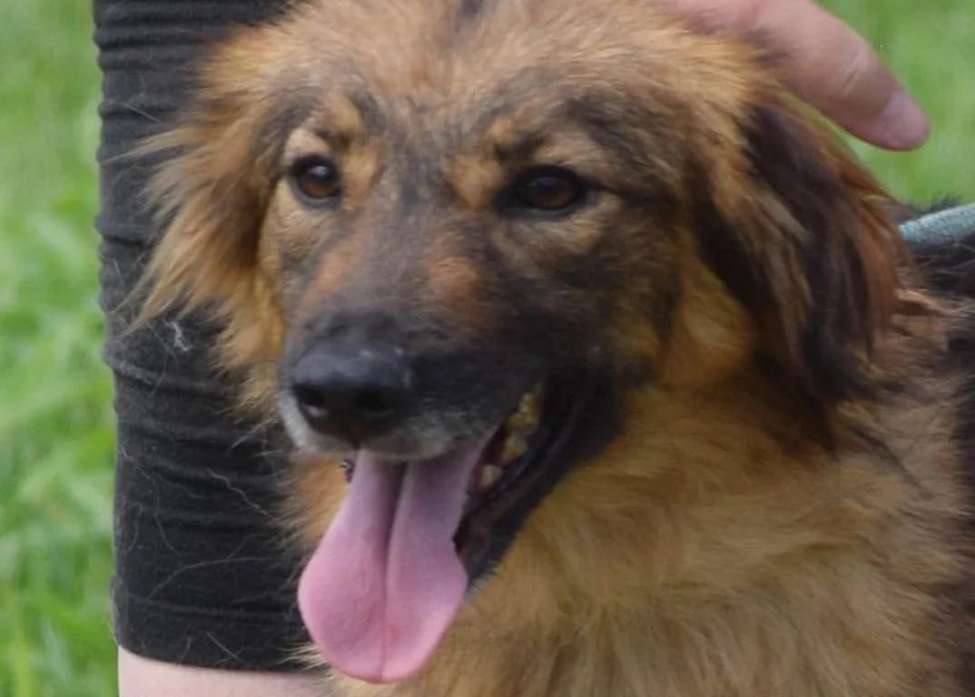 Clara, female young Mixed Breed for adoption at ROLDA, Galati