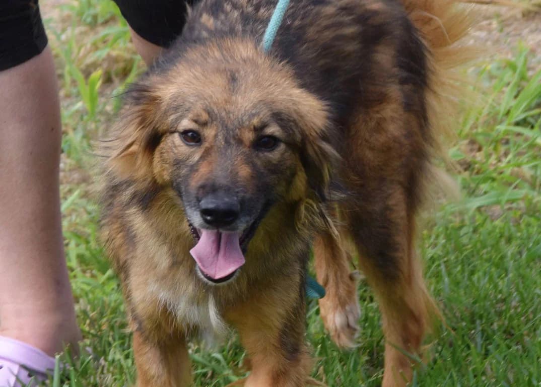 Clara, female Mixed Breed for adoption at ROLDA, Galati — photo 2 of 3