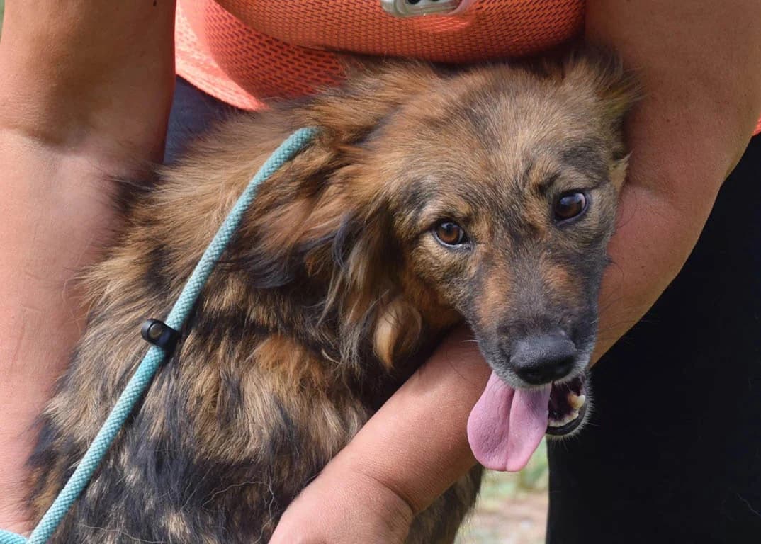 Clara, female Mixed Breed for adoption at ROLDA, Galati — photo 3 of 3