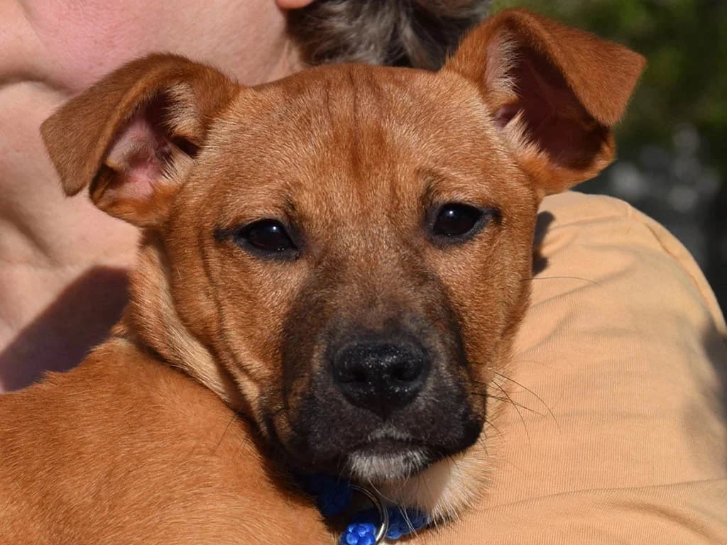 Dagny, female puppy Mixed Breed for adoption at ROLDA, Galati