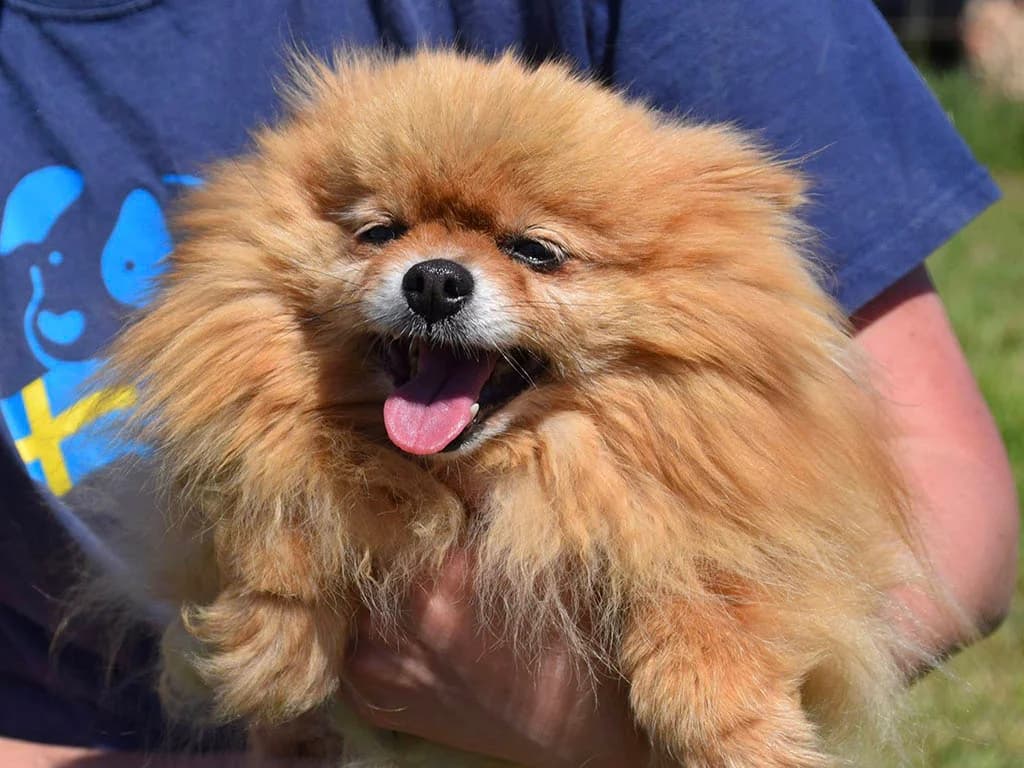 Fanny, female senior Mixed Breed for adoption at ROLDA, Galati