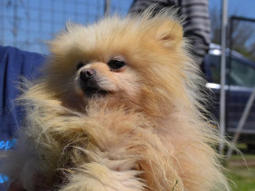 Fia, female 4yo Mixed Breed for adoption at ROLDA, Galati