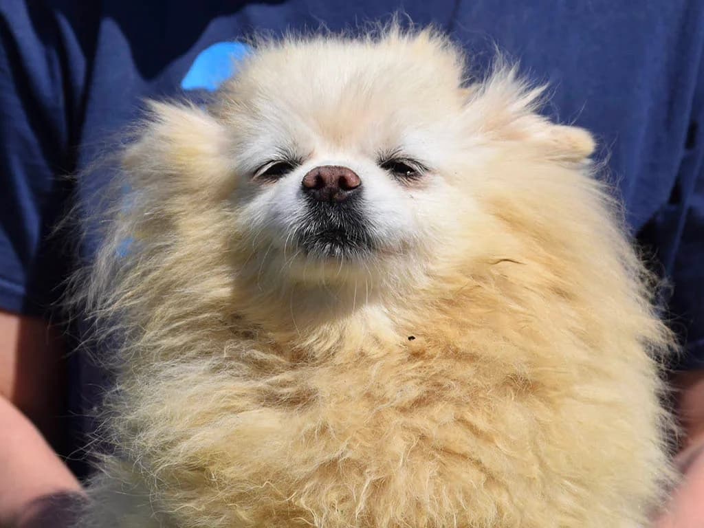 Flingan, female senior Mixed Breed for adoption at ROLDA, Galati