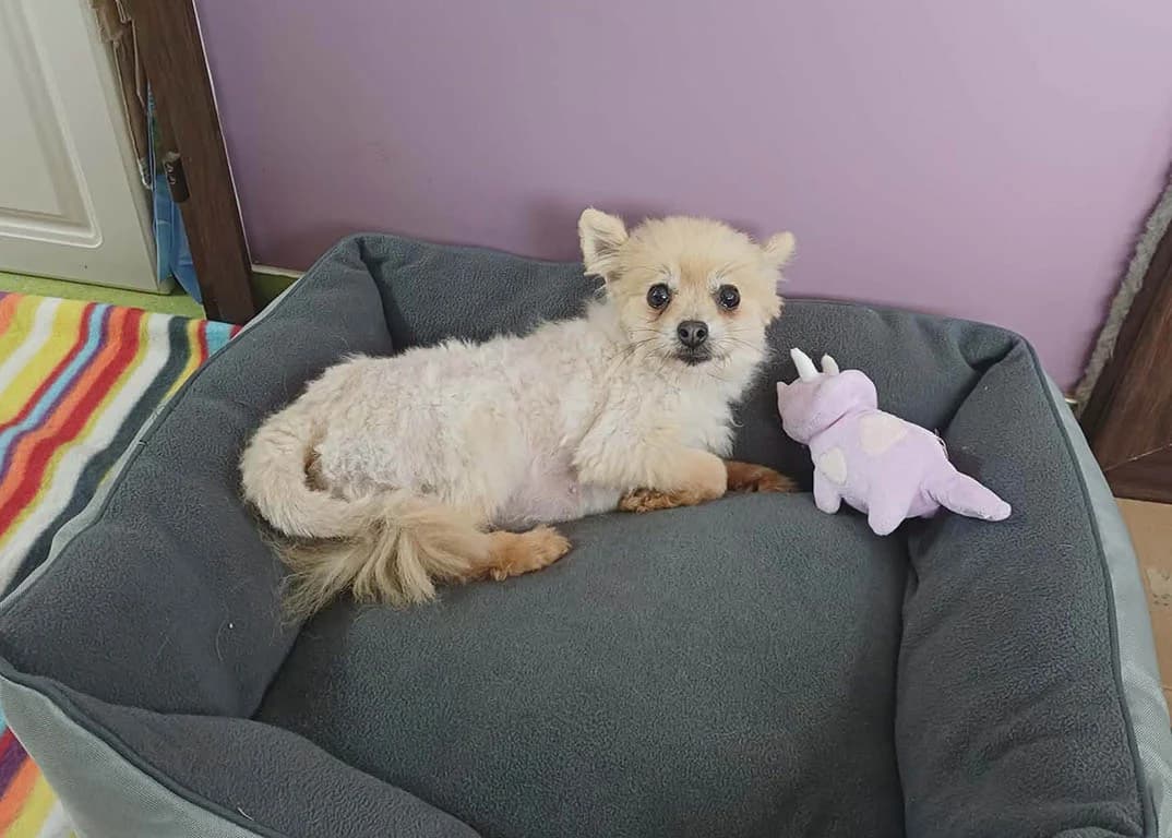 Karina, female 6yo Mixed Breed for adoption at ROLDA, Galati
