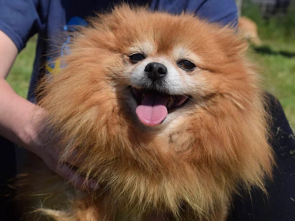 Leia, Mixed Breed (ROLDA)