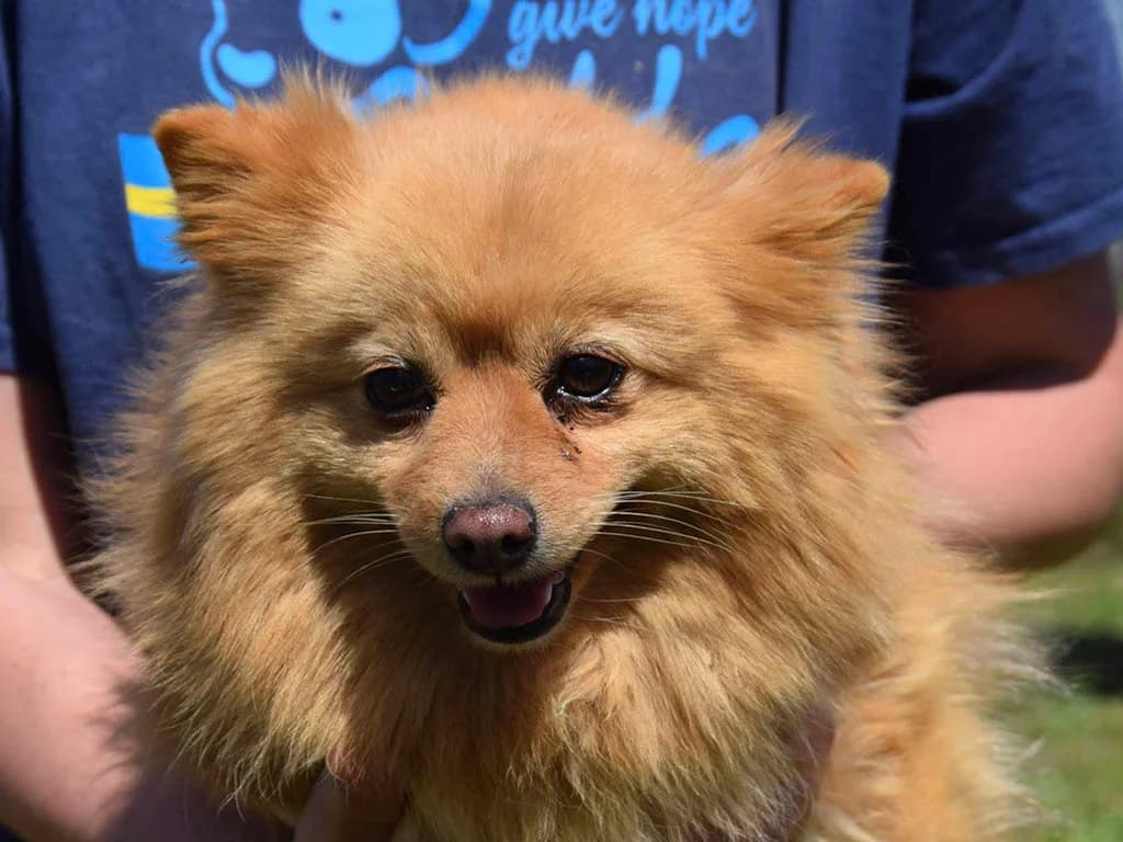 Lexi, female 4yo Mixed Breed for adoption at ROLDA, Galati