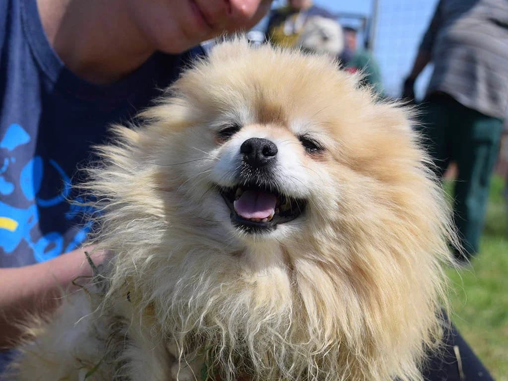 Lili, female 5yo Mixed Breed for adoption at ROLDA, Galati