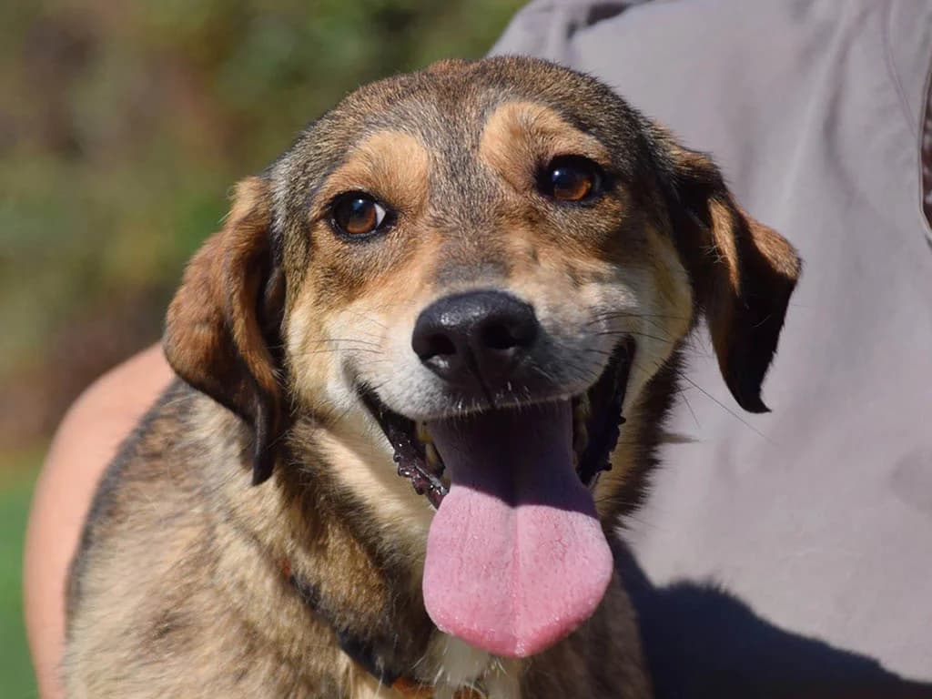 Lydia, female 4yo Mixed Breed for adoption at ROLDA, Galati