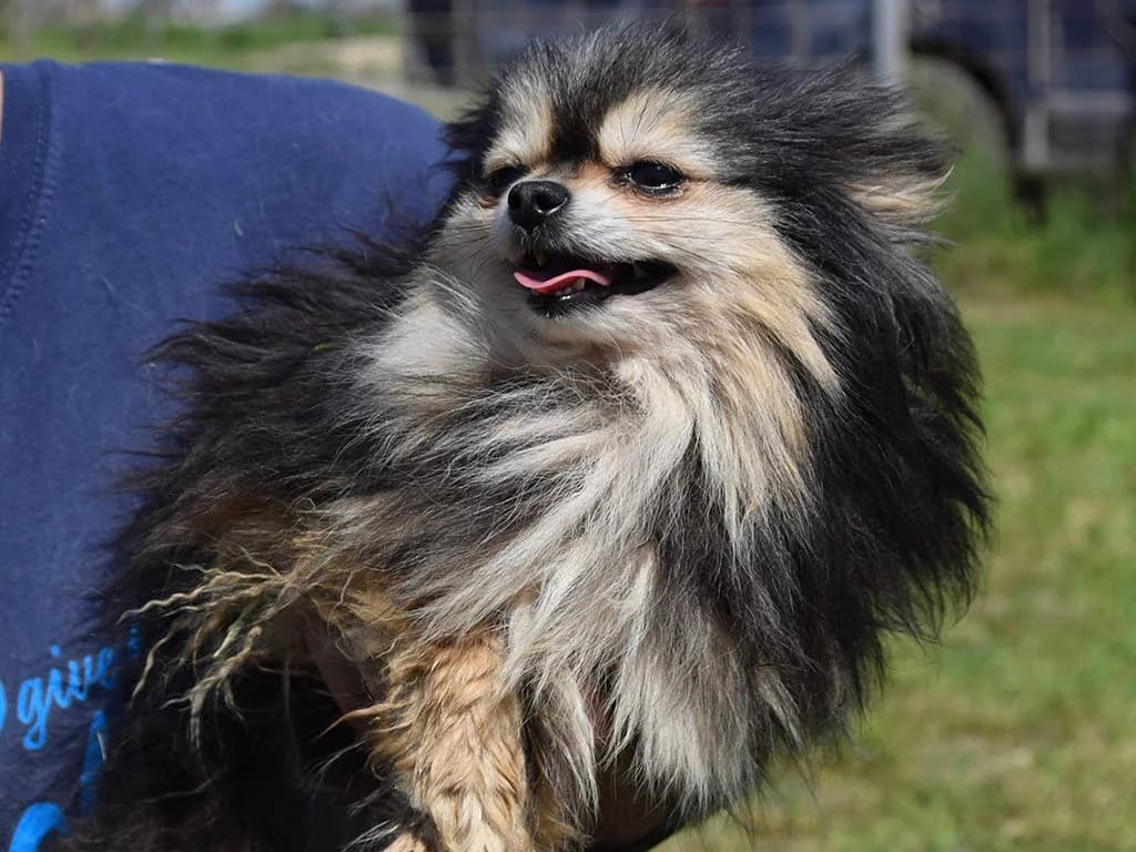 Mindy, Mixed Breed (ROLDA)