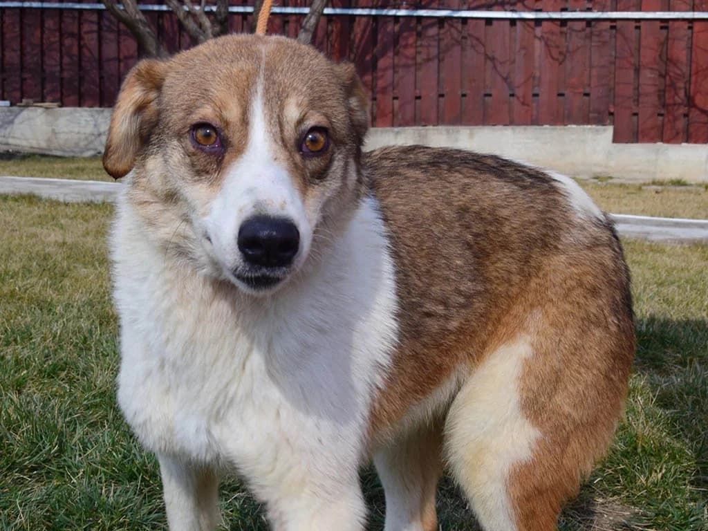 Mira, female Mixed Breed for adoption at ROLDA, Galati